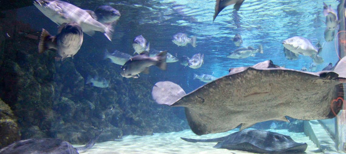 SEA LIFE Kelly Tarltons Aquarium and Auckland Zoo Package