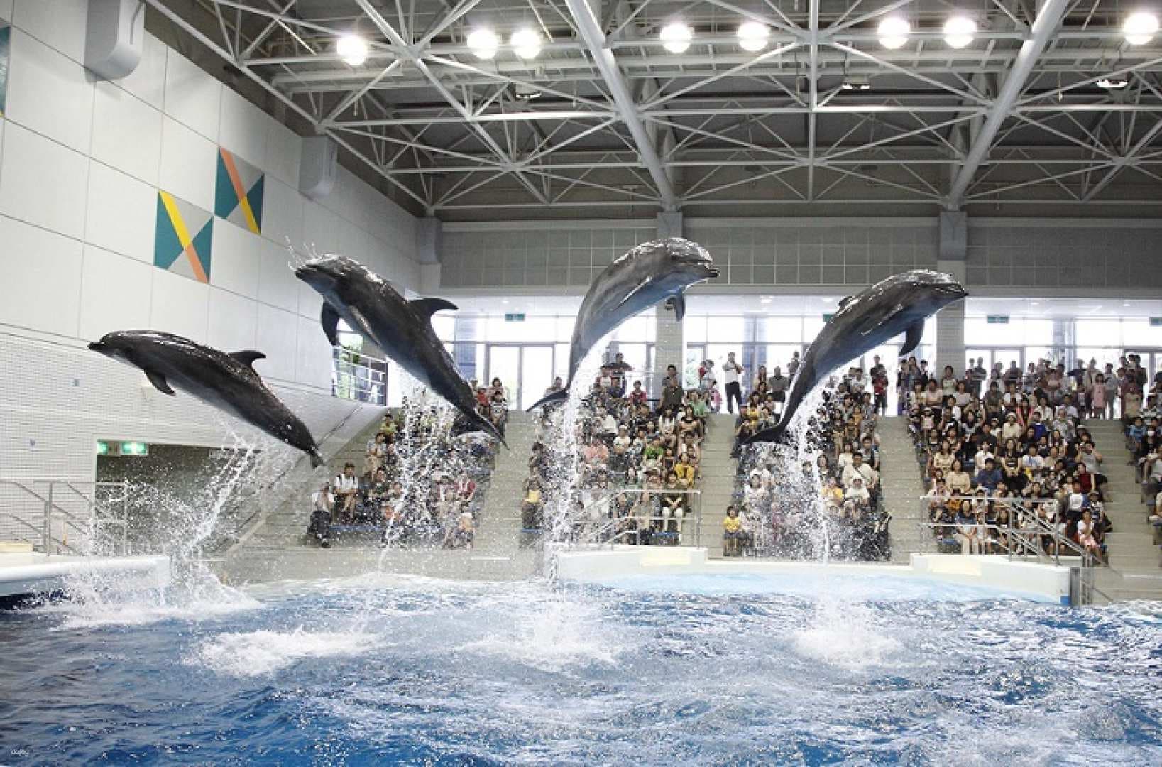 Io World Kagoshima City Aquarium Entrance Ticket | Japan