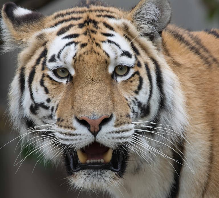 Copenhagen: Copenhagen Zoo Entry Ticket