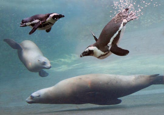 ARTIS Amsterdam Royal Zoo Entrance Ticket