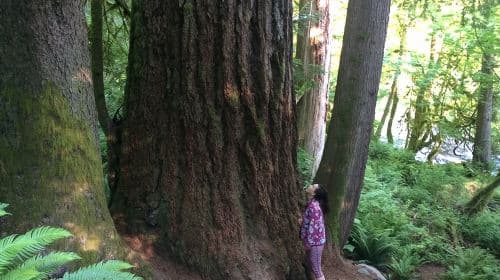 Guided forest hike to Seattle waterfalls incl. Snoqualmie Falls Day Tours