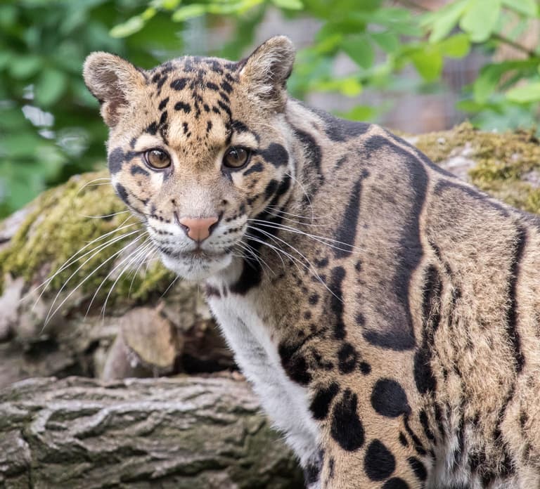 Rhenen: Ouwehands Zoo Entry Ticket