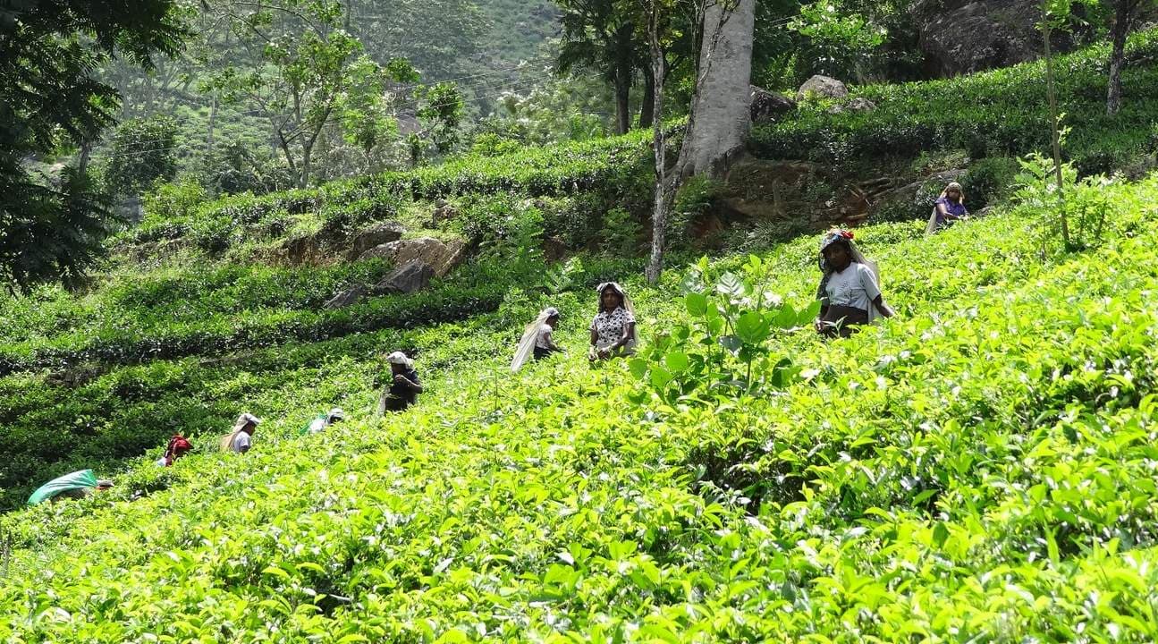 Nuwara Eliya Day Tour from Kandy