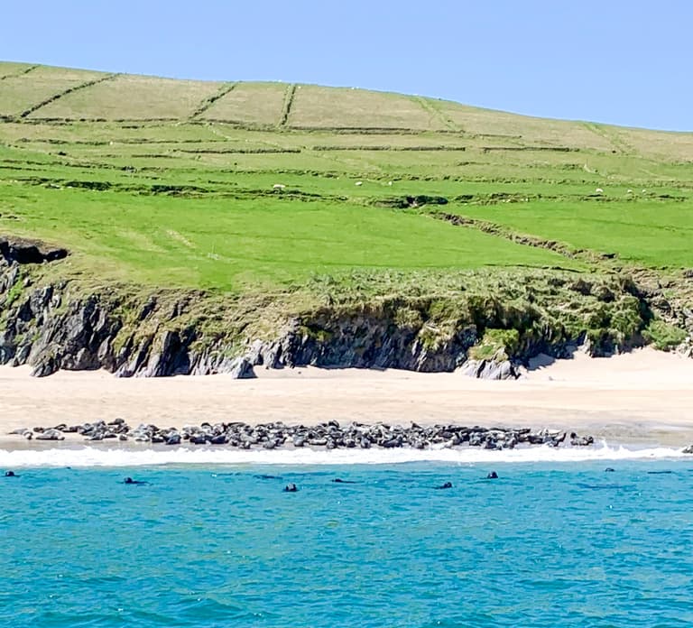 Dingle: Wonders of Blasket Islands Sea Life Boat Tour