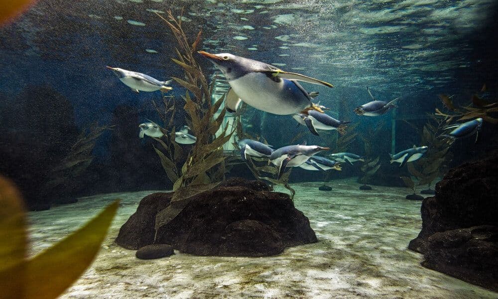 Phillip Island Wildlife and Brighton Beach Boxes Bus Tour