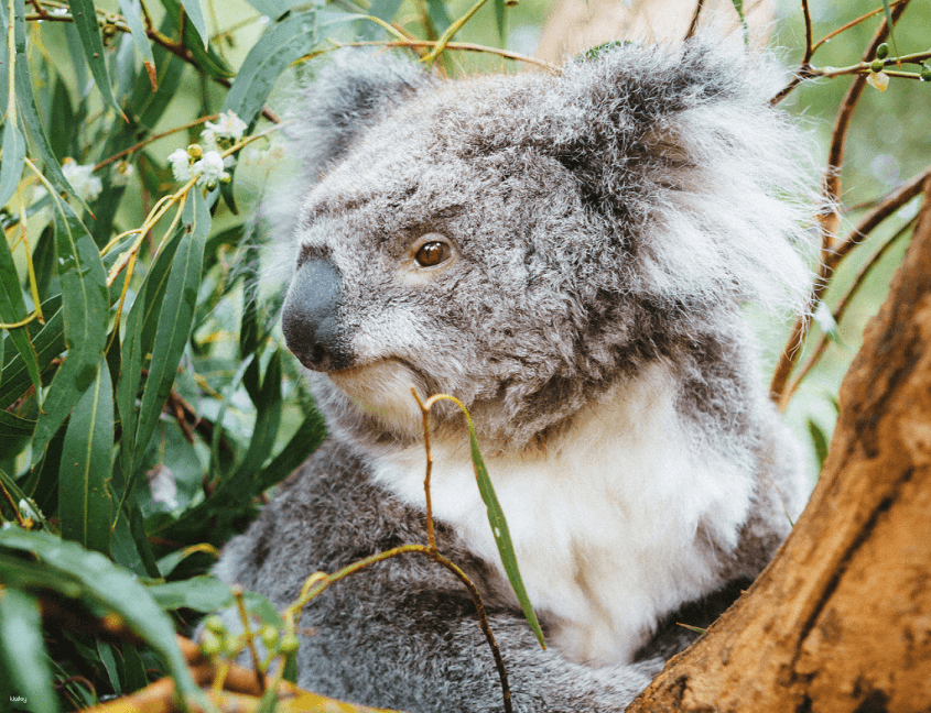 Puffing Billy & Wildlife Tour from Melbourne | Victoria