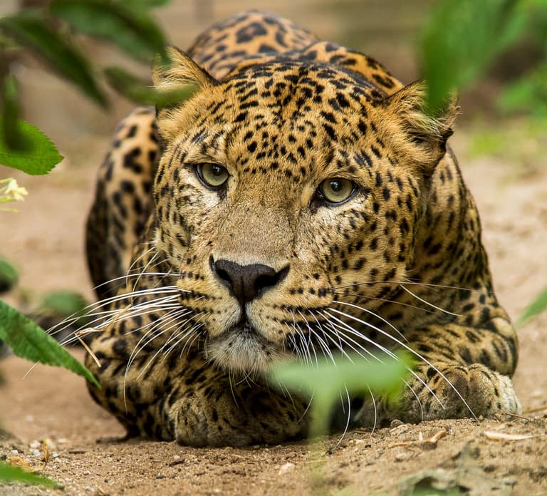 Arnhem: Burgers' Zoo Entry Ticket