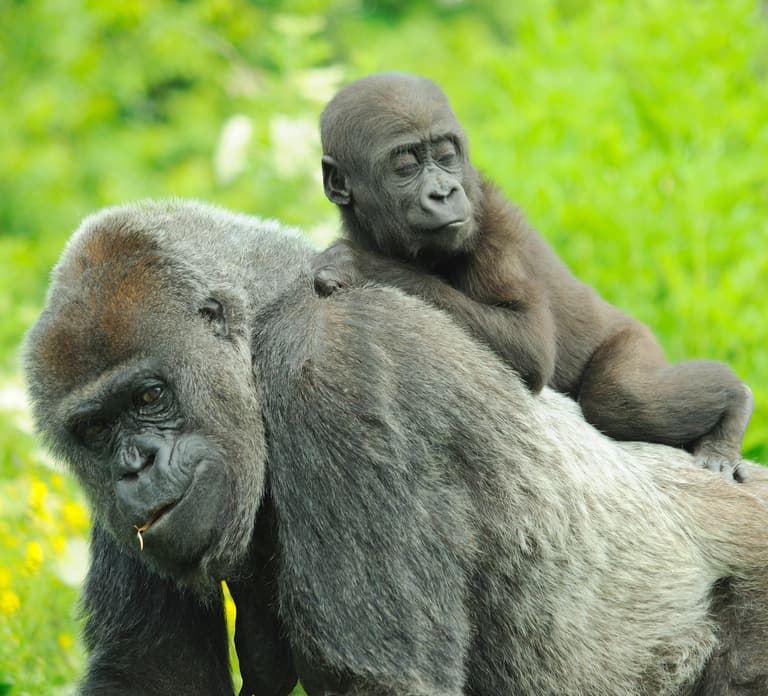 GaiaZOO Entry Ticket