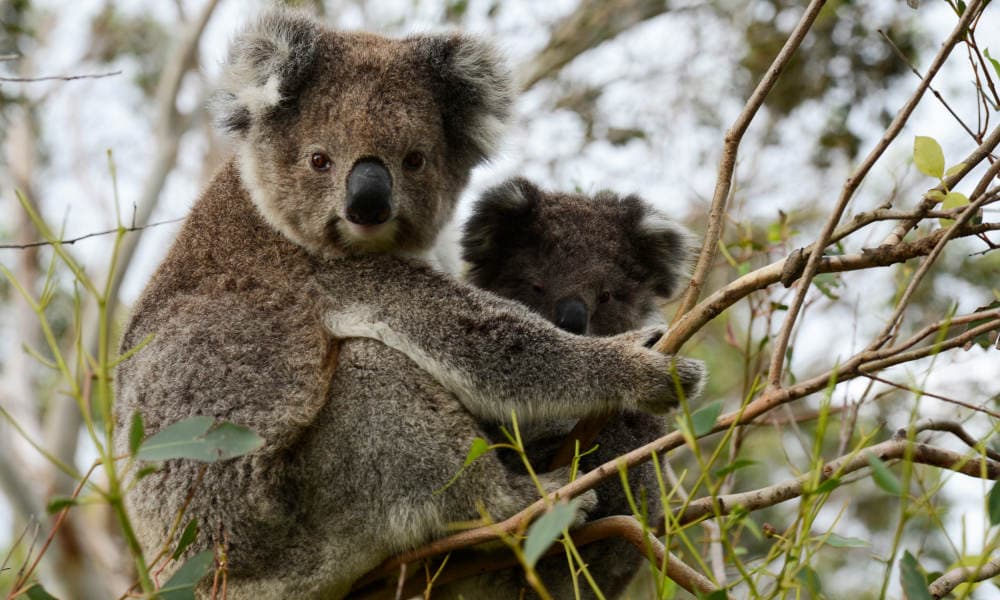 Great Ocean Road Day Tour with Melbourne Transfers