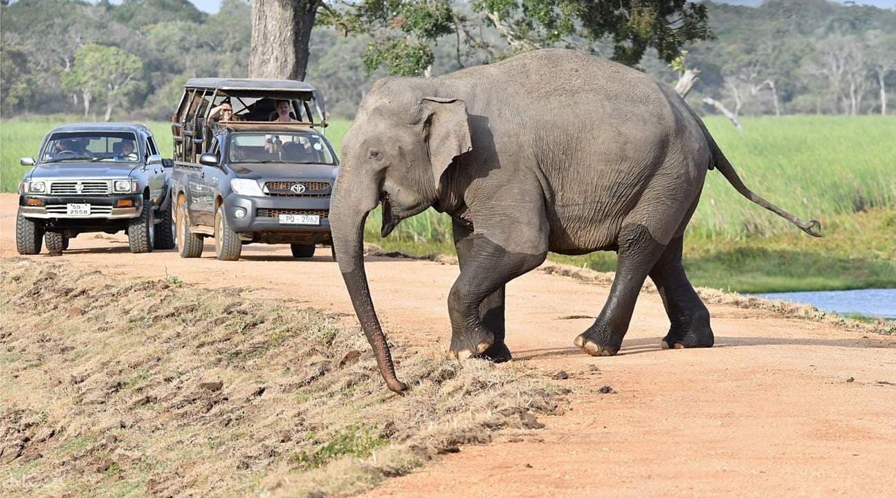 Wilpattu National Park Safari Drive from Trincomalee
