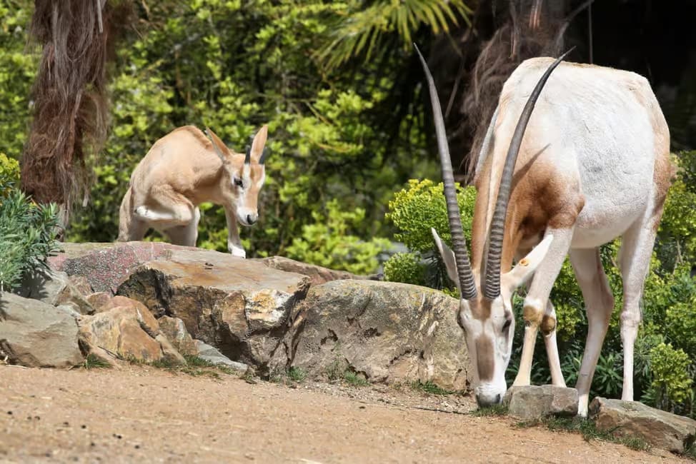ARTIS Royal Zoo Ticket with Animals on the Canal