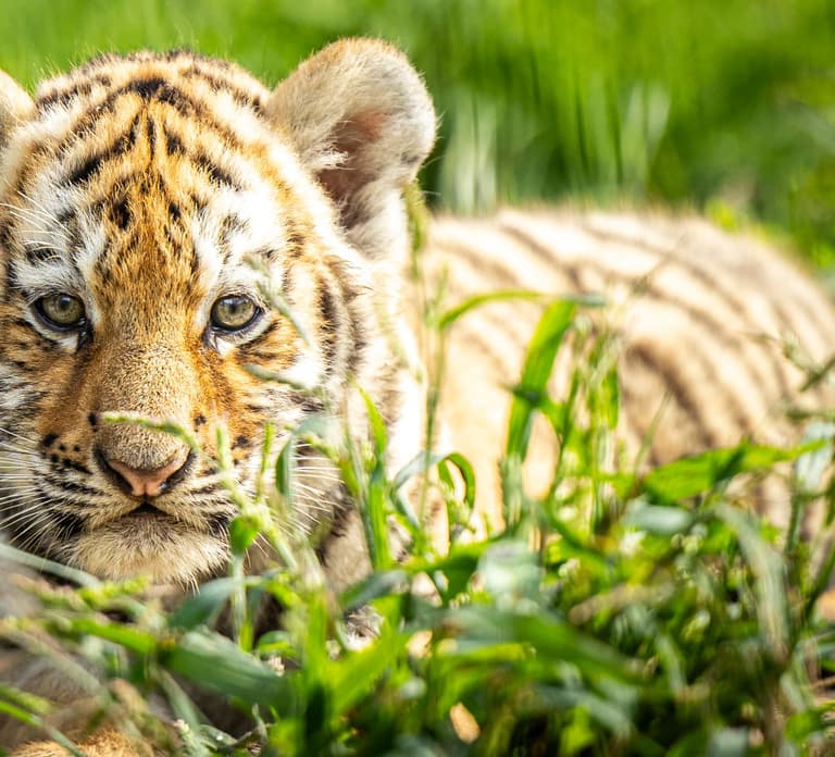 Leewarden: AquaZoo Entry Ticket