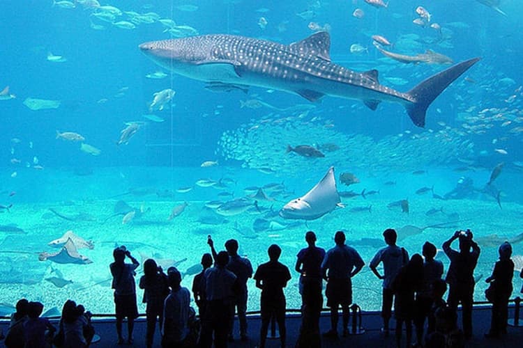 Aquarium of Genoa: Skip The Line Ticket