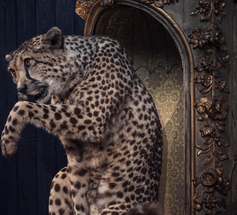 Art Zoo Museum: Art meets nature in a 17th-Century House