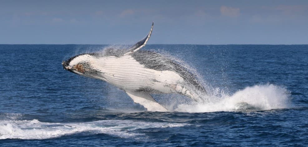 Melbourne Winter Whale Cruise