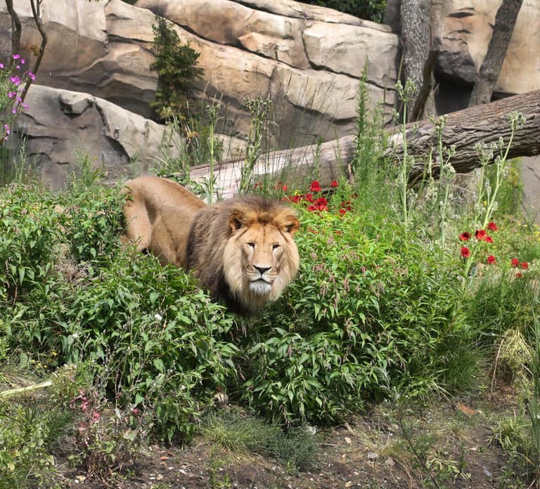 Amsterdam Zoo Entry Ticket: Lions, Elephants, Giraffes&More