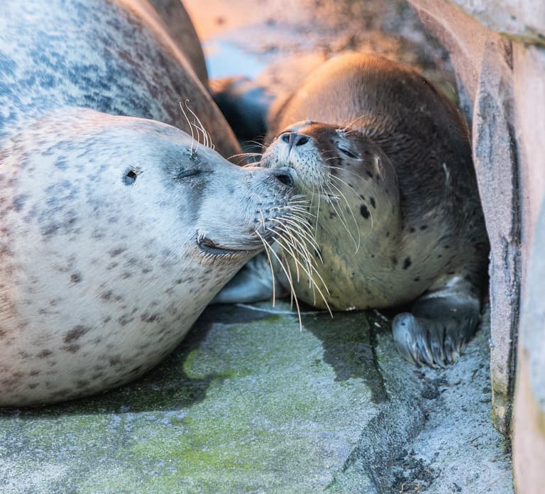 Emmen: Wildlands Adventure Zoo and Rimbula River Boat Ride