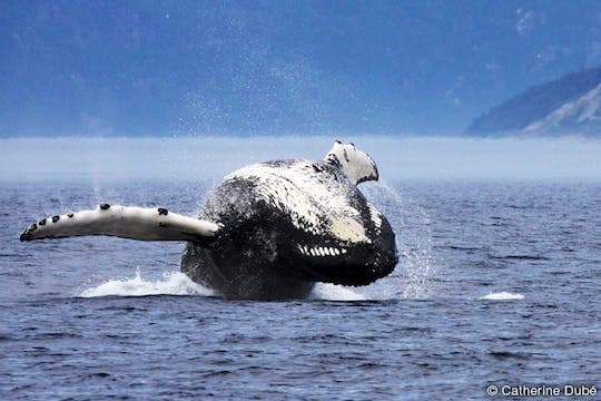 Tadoussac Whale Watching Cruise