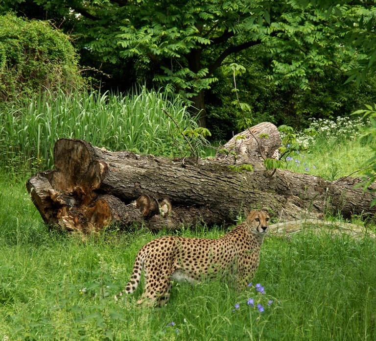 Cologne: Cologne Zoo and Aquarium Entry Ticket