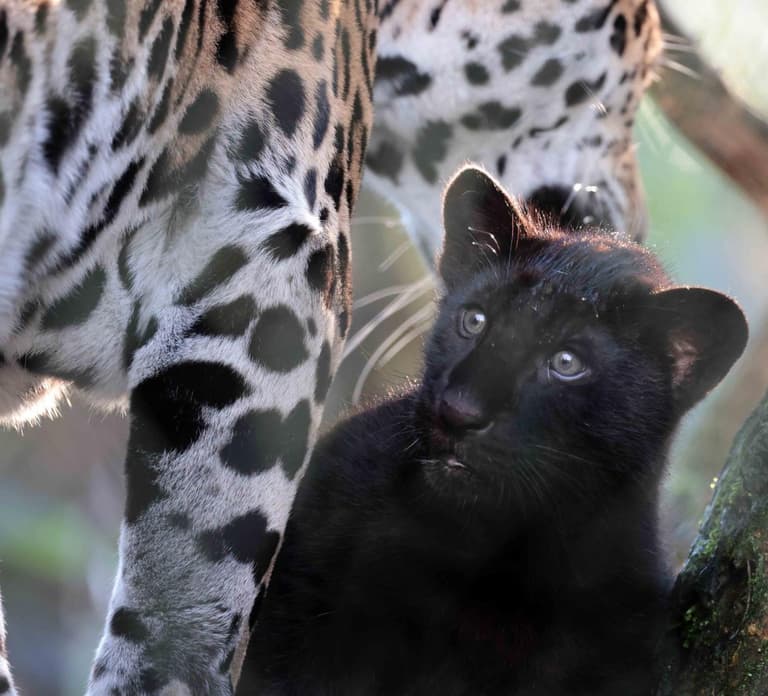 Amsterdam: Artis Royal Zoo & ARTIS-Micropia Combo Ticket