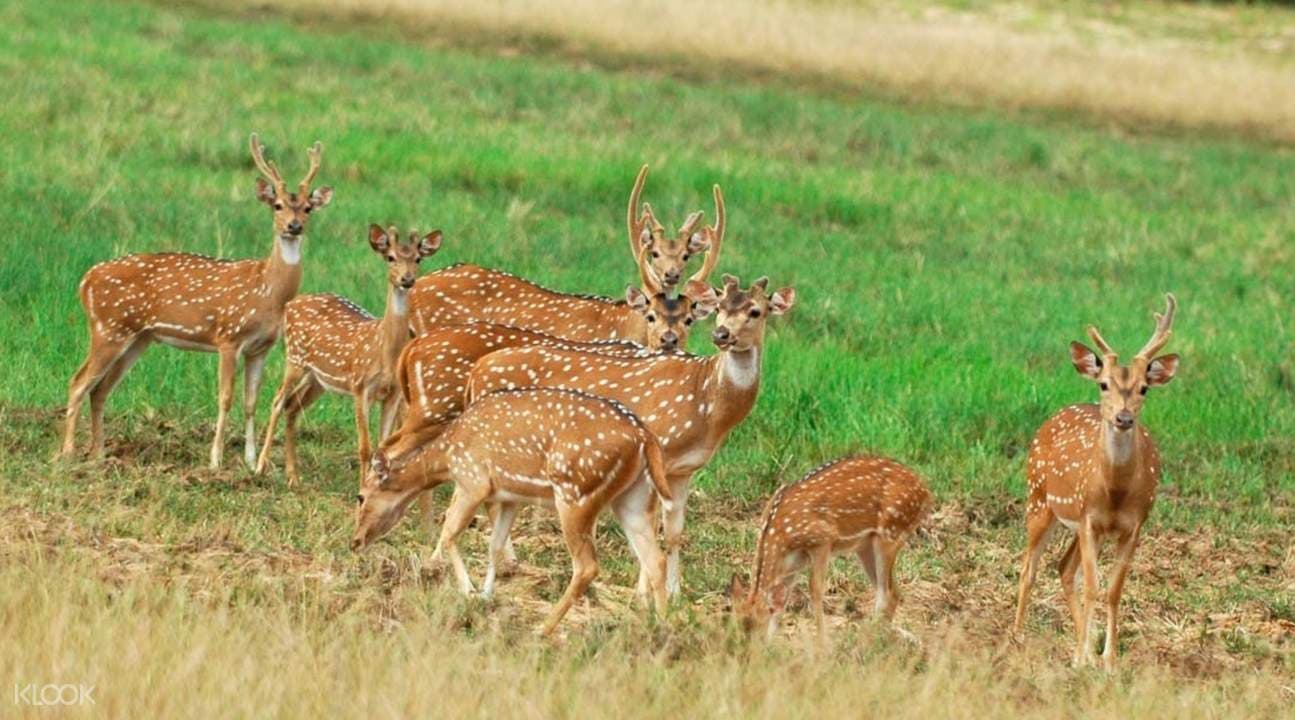 Minneriya National Park Safari Experience from Anuradhapura