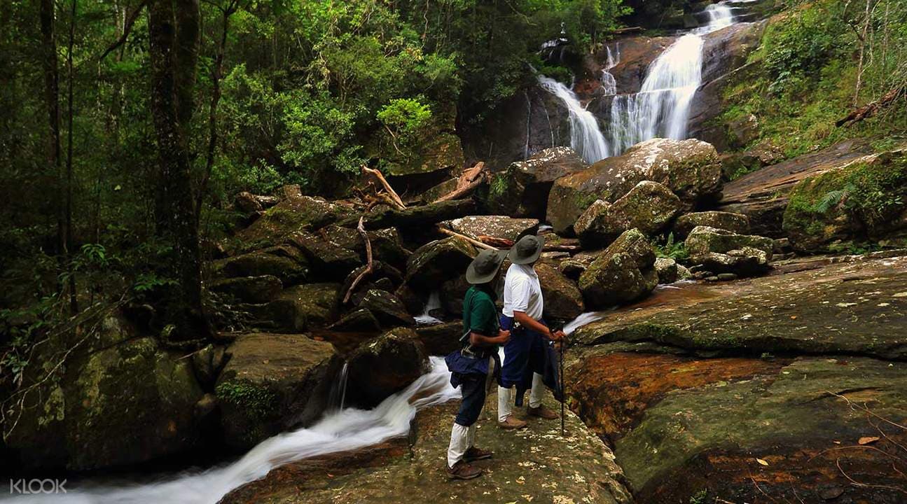Sinharaja Rainforest Day Trek from Colombo