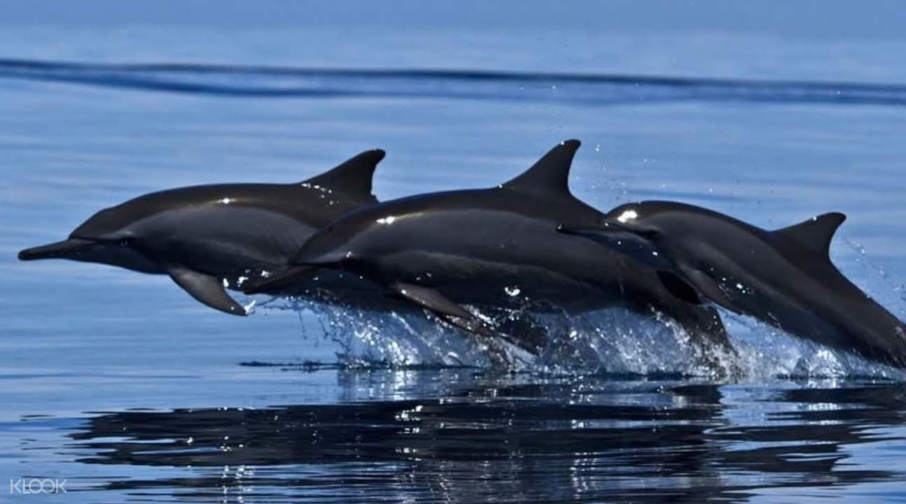 Whale and Dolphin Watching Experience in Trincomalee