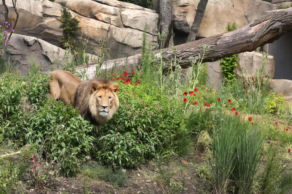 ARTIS Royal Zoo Ticket with Animals on the Canal