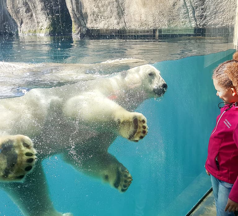 Rotterdam: Rotterdam Zoo Blijdorp Entry Ticket