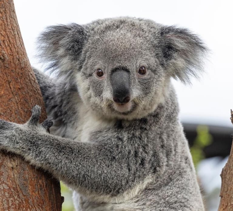 Rhenen: Ouwehands Zoo Entry Ticket