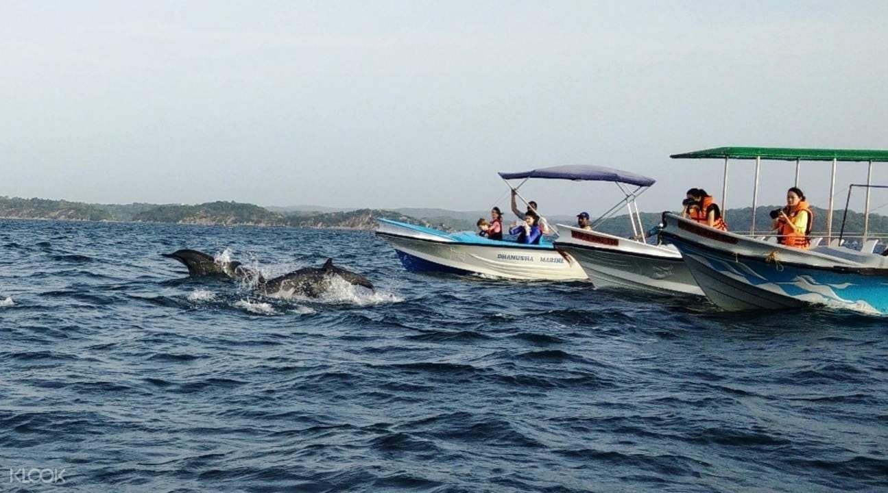 Whale and Dolphin Watching Experience in Trincomalee