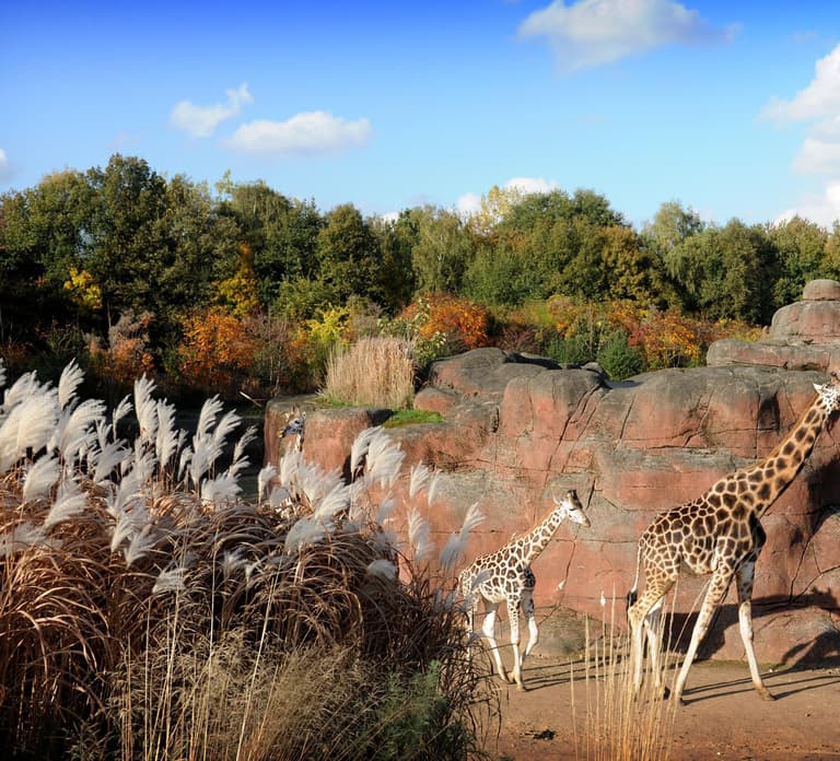 GaiaZOO Entry Ticket