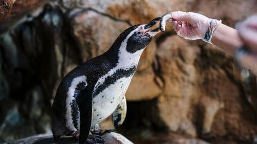 Barcelona: Hop-On Hop-Off Bus & Aquarium Tour Day Tours