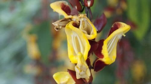 Hortus Botanicus Leiden: Skip The Line Ticket Child