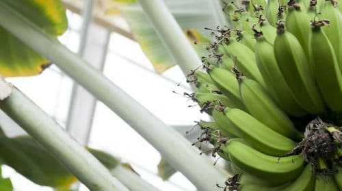 Hortus Botanicus Leiden: Skip The Line Ticket Child