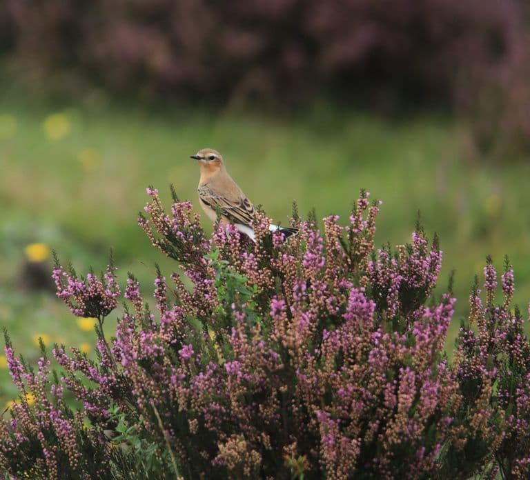 Otterlo: De Hoge Veluwe National Park Entry Ticket