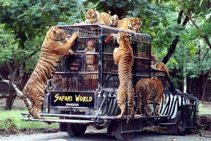 Safari World Bangkok Include Private Transfer (Get Special Privileges at MBK Center)