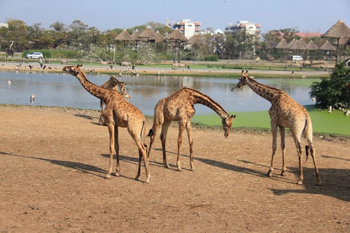 Safari World Bangkok Include Share Transfers Service Tour Meet-up location MBK Center, Asoke (Get Special Privileges at MBK Center)