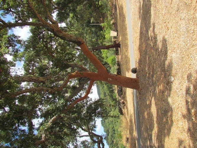 Birdwatching in Monchique Full-Day Tour