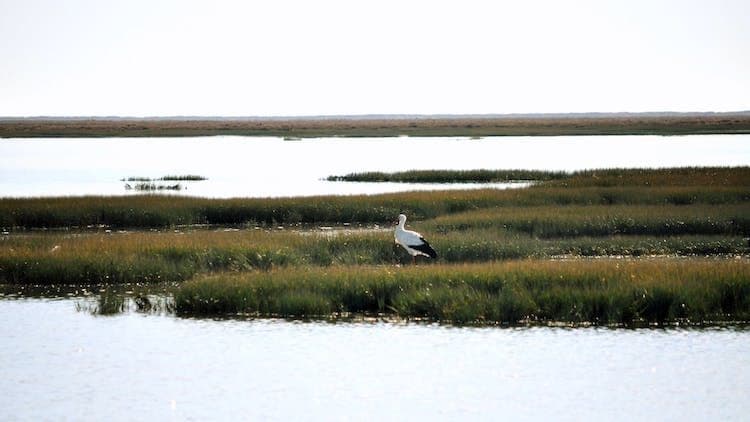 Birdwatching in Ria Formosa Eco-Friendly Boat Tour