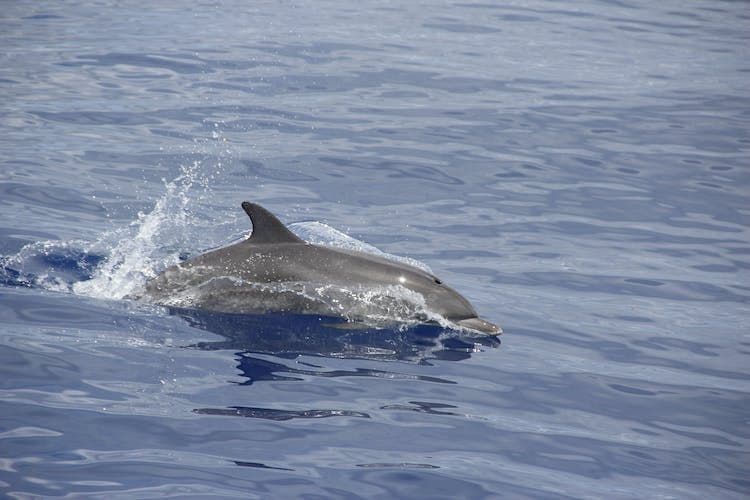 Dolphin-Watching Tour from Madeira
