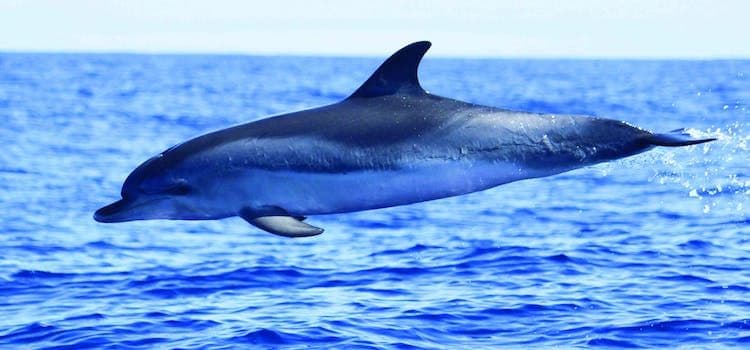 H2o Madeira - Whale and Dolphin Watching Tour