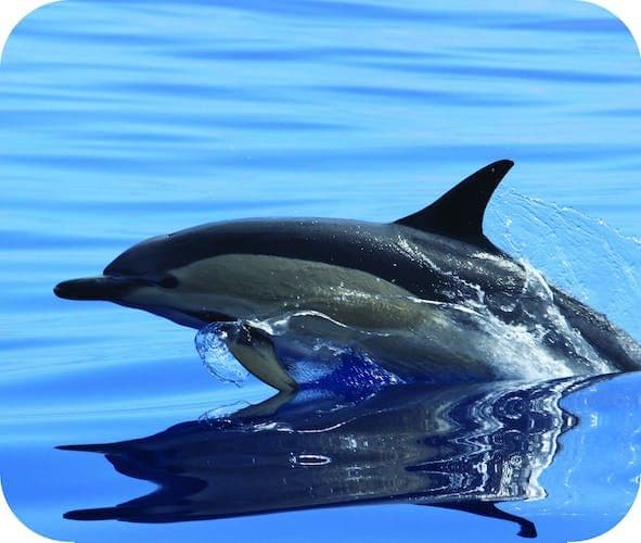 H2o Madeira - Whale and Dolphin Watching Tour
