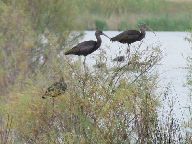 Lagoa Dos Salgados Half-Day Birdwatching Tour