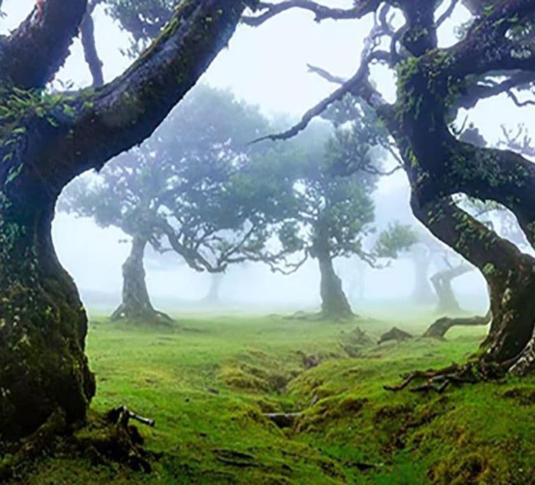 From Funchal: West Madeira Waterfalls and Fanal Forest Tour
