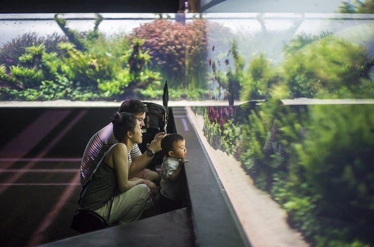 Lisbon Oceanarium Entrance Tickets