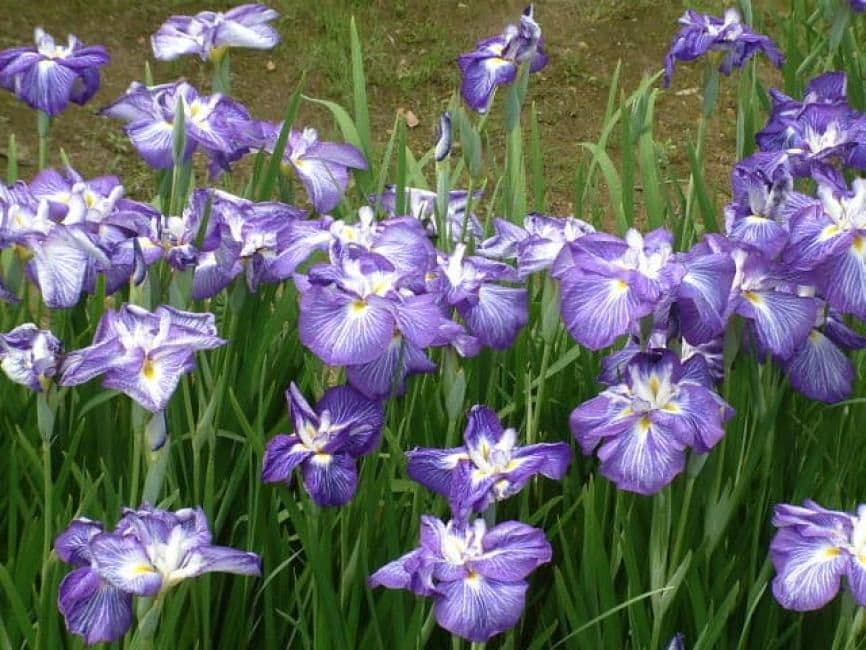 Ashikaga Flower Park - Garden of Illuminated Flowers Entry Ticket |Ashikaga, Tochigi