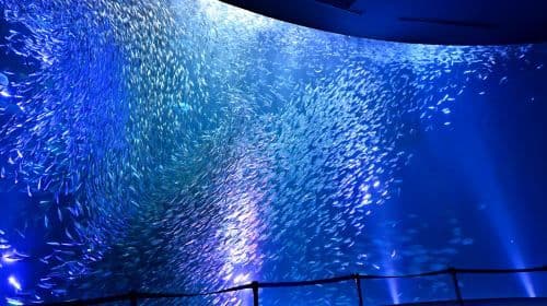 Port Of Nagoya Public Aquarium