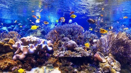 Toba Aquarium