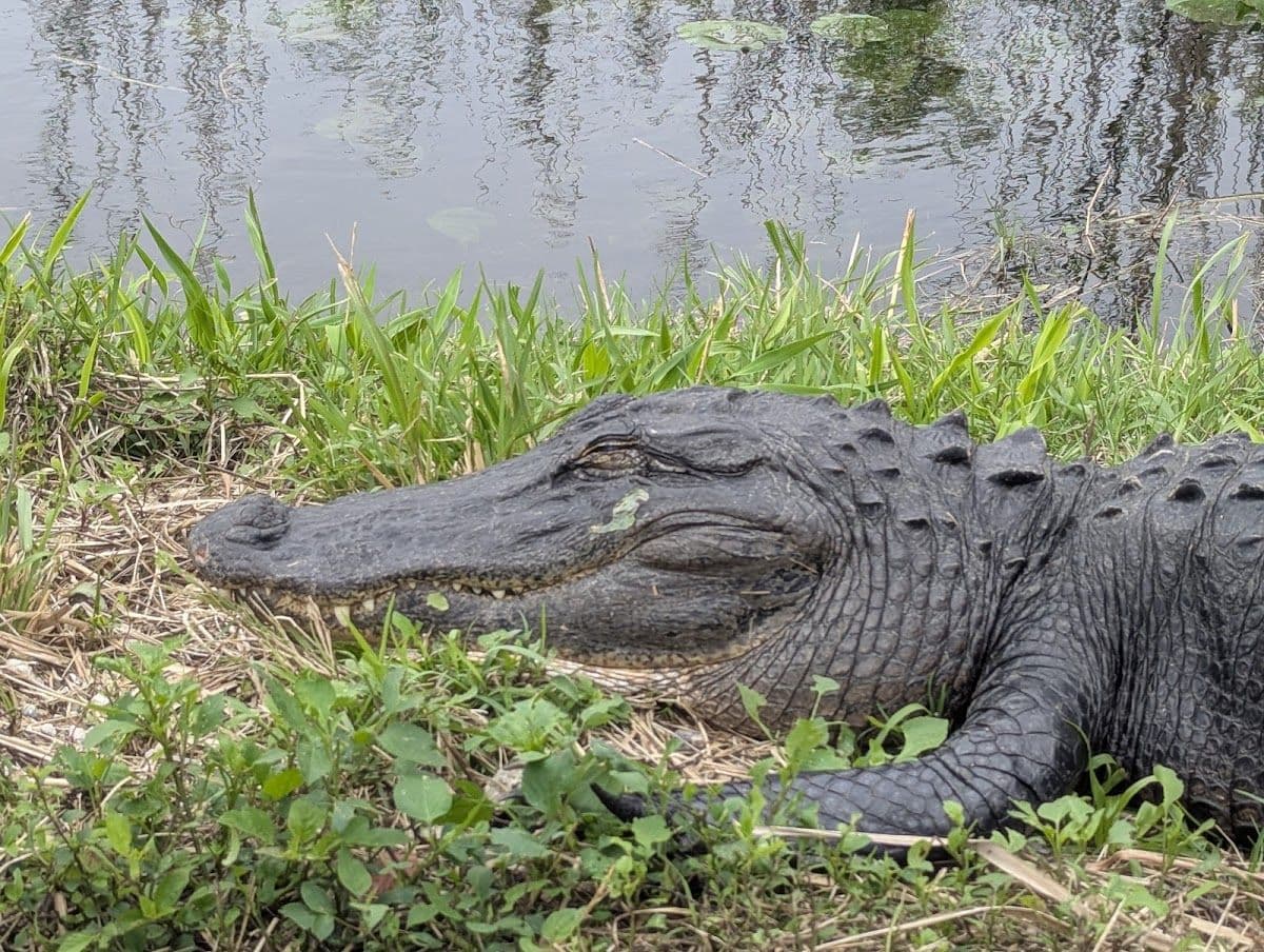 Gator Night 60 minuten durende airboat-tour 's nachts in Sawgrass Recreation Park
